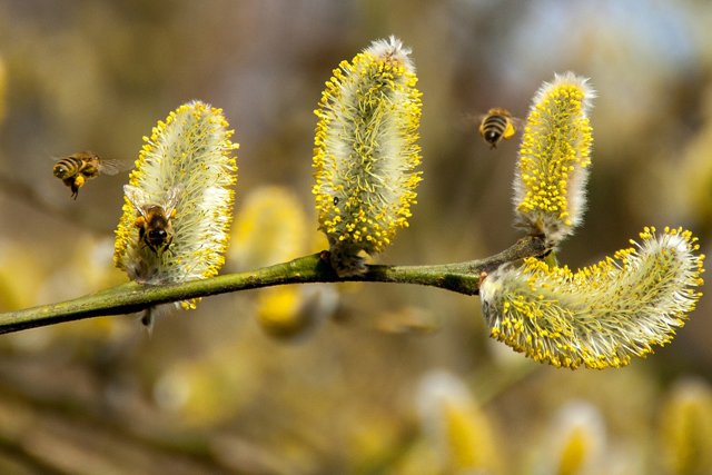 Allergien